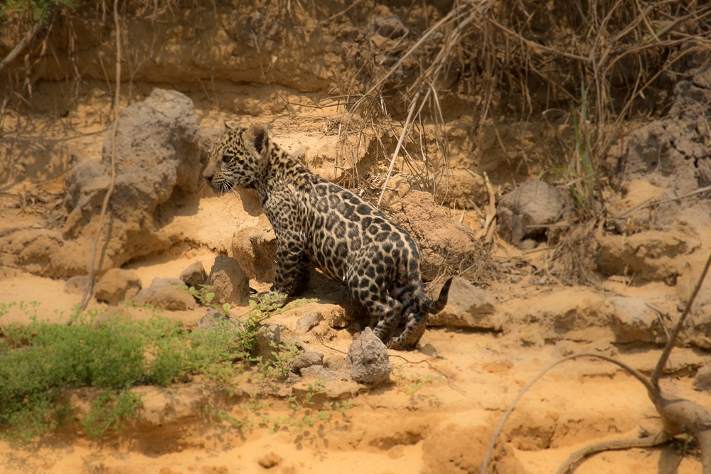 jaguars, pantanal, tours, brazil, photography, wildlife